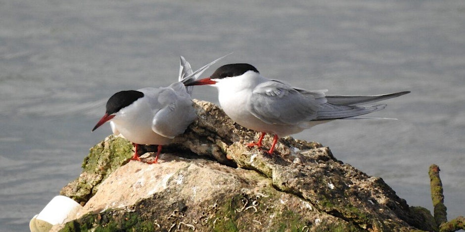 Online Talk - Solent Seascape winter series - Beach nesting birds