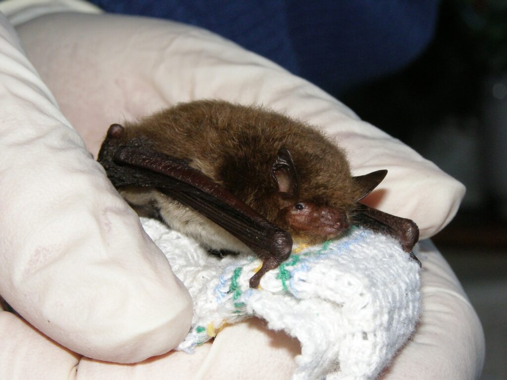 Bats: Superheroes of the Night – with Hampshire Bat Group and Wilder Bishop’s Waltham