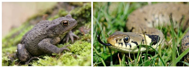 Conservation, Toad Patrols and Engagement with HIWARG and Wilder Bramley