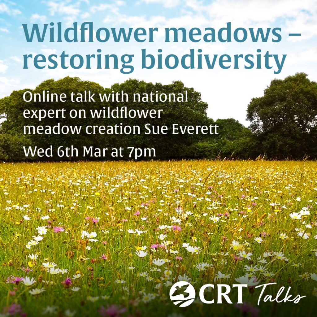 Wildflower Meadows – Restoring Biodiversity