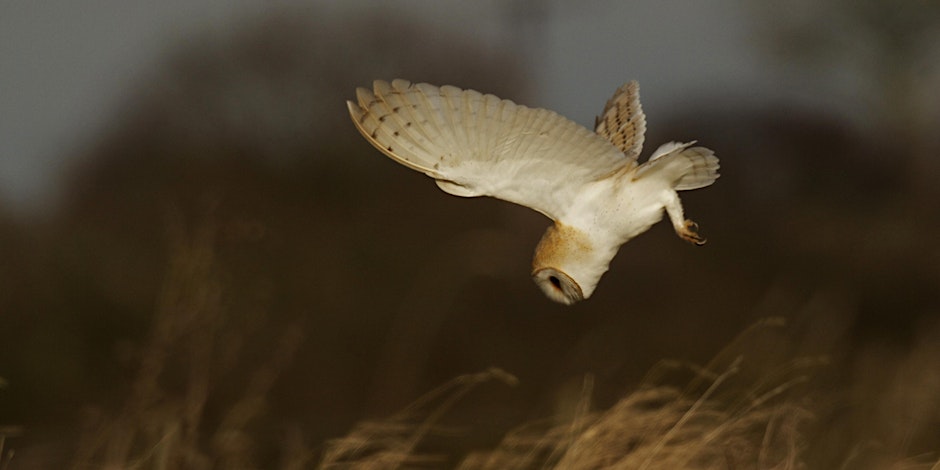 Basingstoke Wildlife Watch – Owls on the Farm
