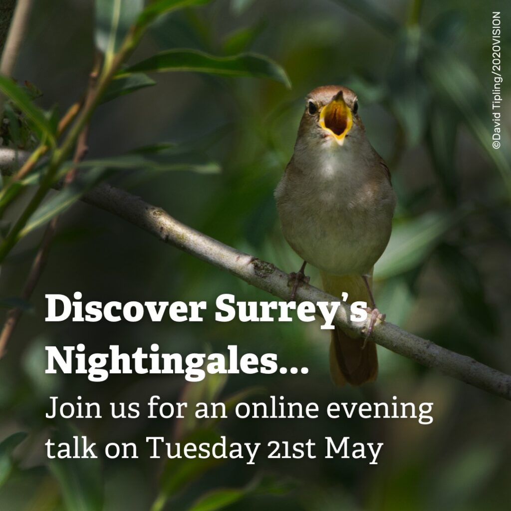 Surrey Wildlife Trust – Nightingales Online Talk